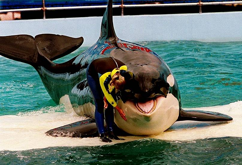 Killer Whale Dies At Miami Seaquarium After Half-Century In Captivity