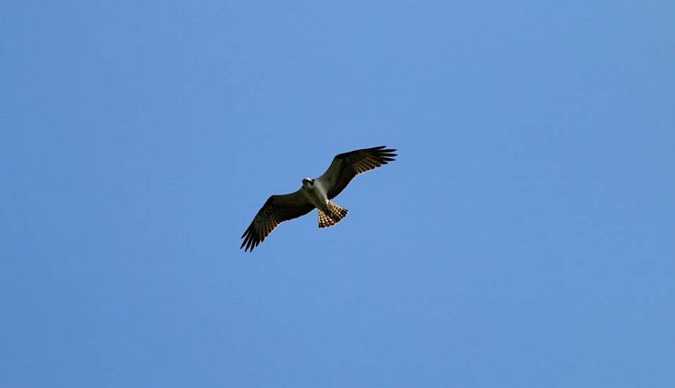 Ospreys Breeding In Ireland After 200 Years ‘Like Finding Long-Lost Treasure’