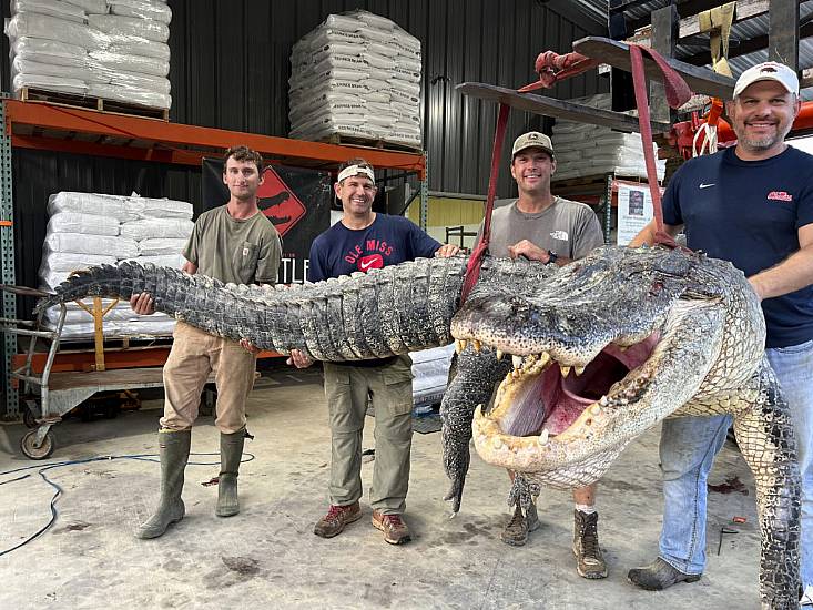 Longest Alligator In Mississippi History Captured By Hunters