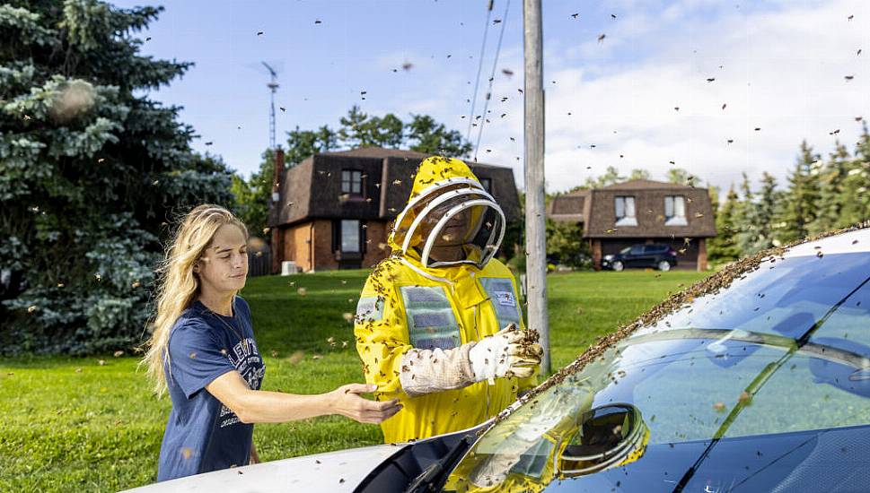 Drivers Told To Close Windows After Five Million Bees Fall Off Lorry In Canada