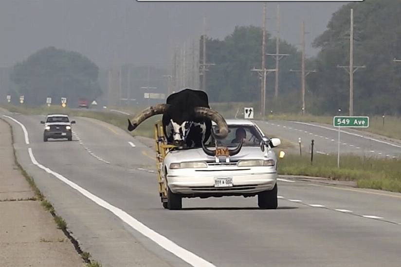 Man Pulled Over For Driving With Huge Bull Called Howdy Doody In Passenger Seat