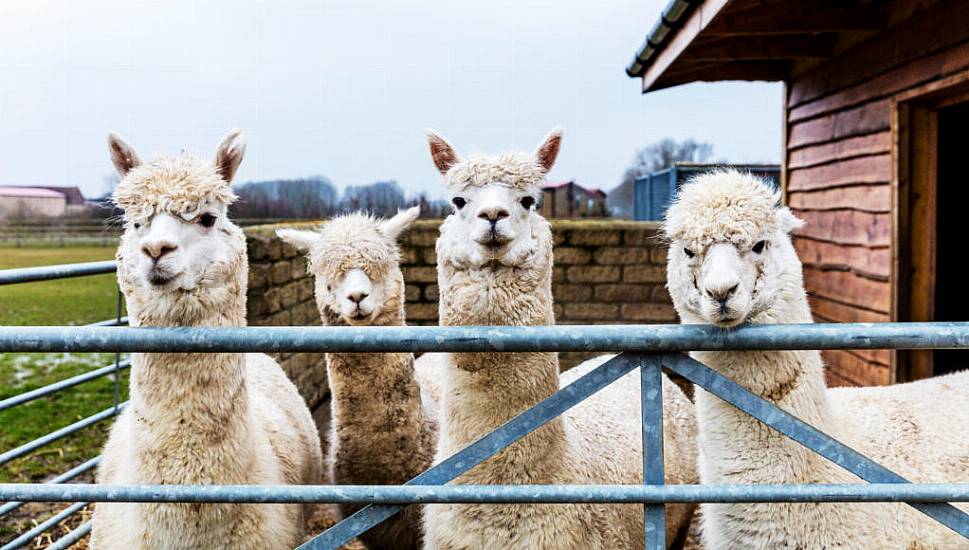 Man Jailed For Using Pandemic Cash To Buy Alpaca Farm