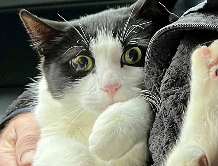 Alaska Couple Reunited With Cat 26 Days After Home Collapsed Into Swollen River