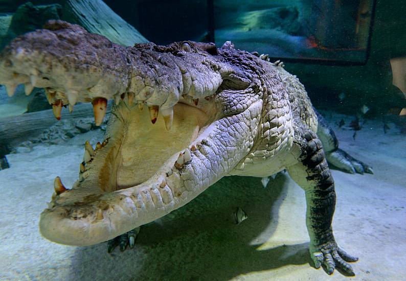 Dozens Of Crocodiles Escape From Farm After Storms Batter Southern China