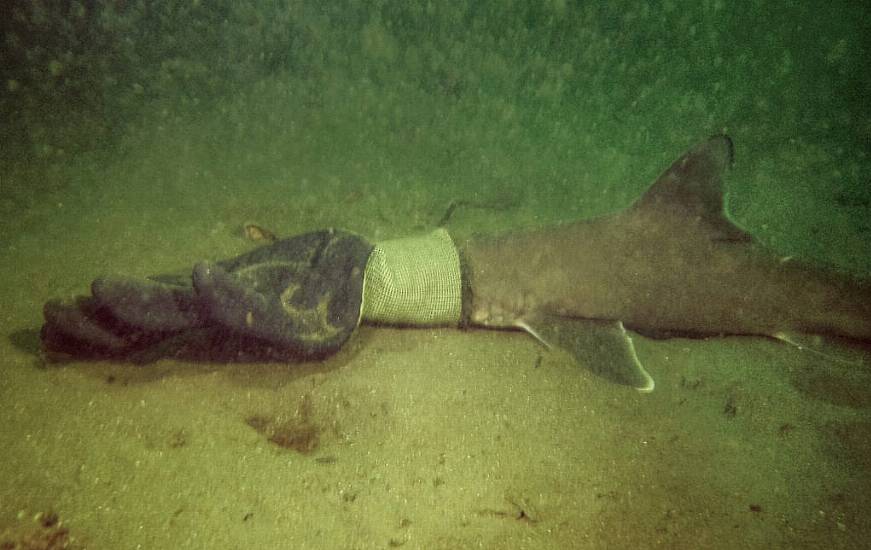 Couple On Scuba Diving Trip Rescue Baby Shark Caught In Work Glove