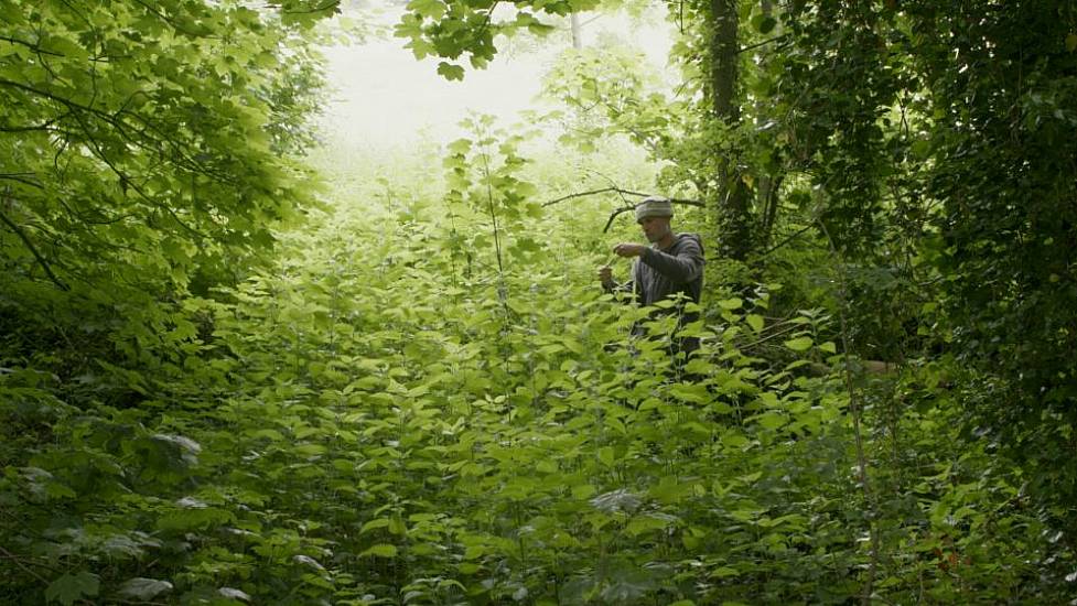 Man Spends Seven Years Making Stinging Nettle Dress As He Processes Wife’s Death