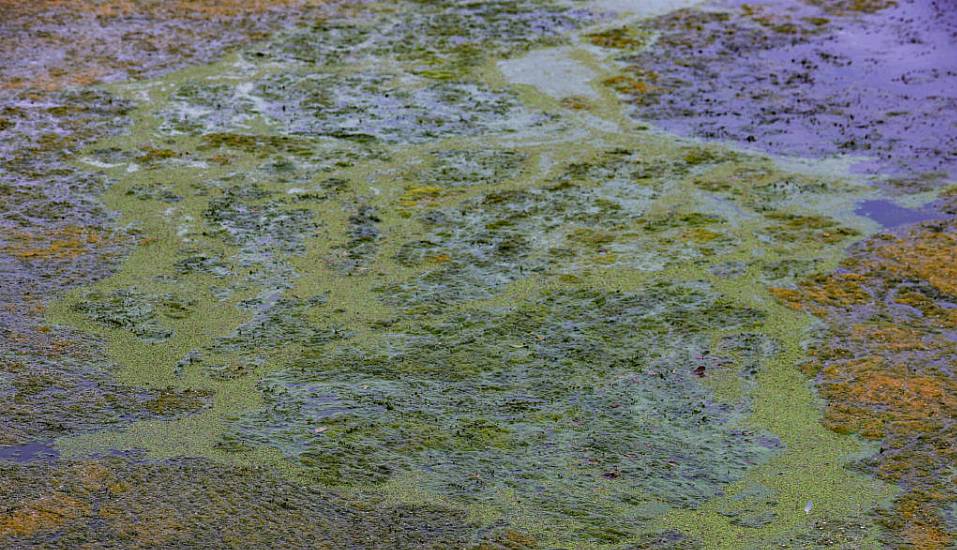 Toxic Algae Growth On Ireland's Largest Freshwater Lake Is ‘A Catastrophe’