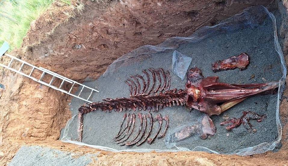 Remains Of Rare Whale Dissected By Hand On Beach In Order To Be Preserved