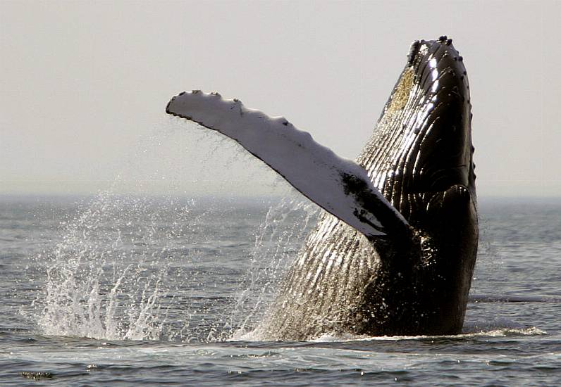 Whales And Dolphins Face Major Threat From Climate Change – Pioneering Study