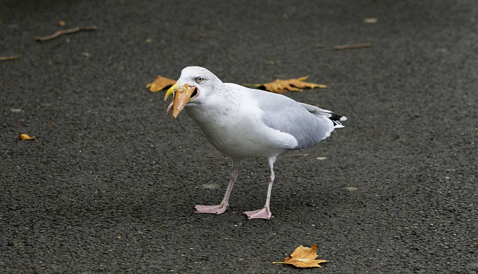 Call For Seagulls To Be Fed Corn Laced With Contraceptives In Bid To Control Numbers