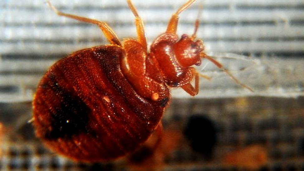 Paris Freaks Out Over Bed Bugs During Rugby World Cup