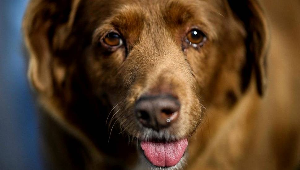 Bobi, World's Oldest Dog, Dies In Portugal Aged 31