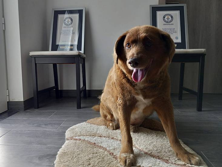 World’s Oldest Dog Dies In Portugal Aged 31