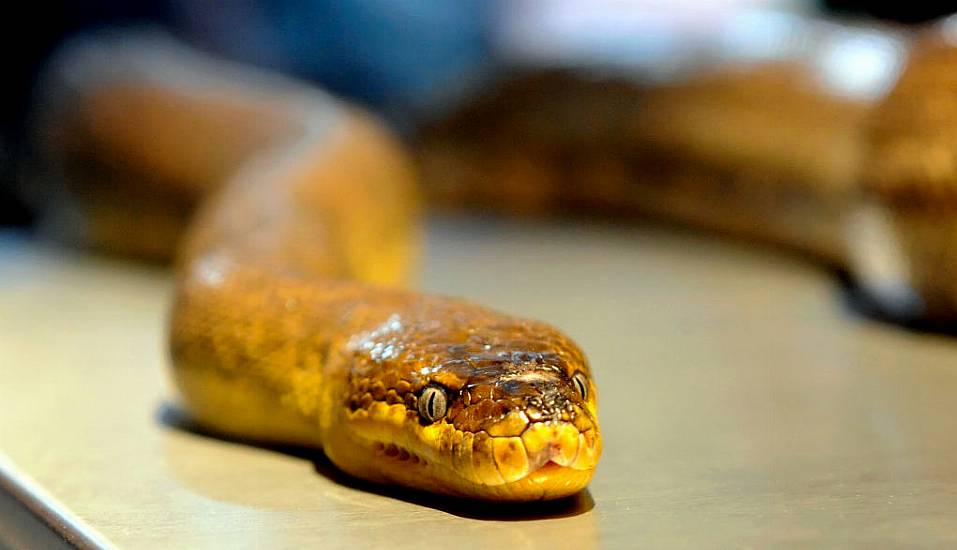 Man Charged After Snakes Let Loose In Sydney Suburb