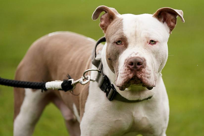 Uk's Xl Bully Dog Ban To Begin On New Year's Eve