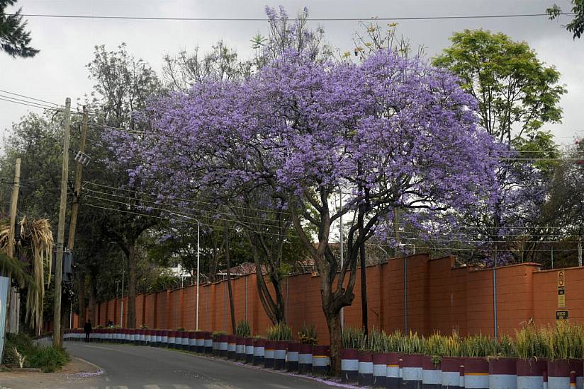 Kenya Declares Surprise Public Holiday In Campaign To Plant 15 Billion Trees