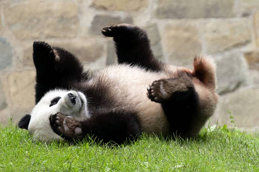 China Could Send More Pandas To Us As ‘Envoys Of Friendship’