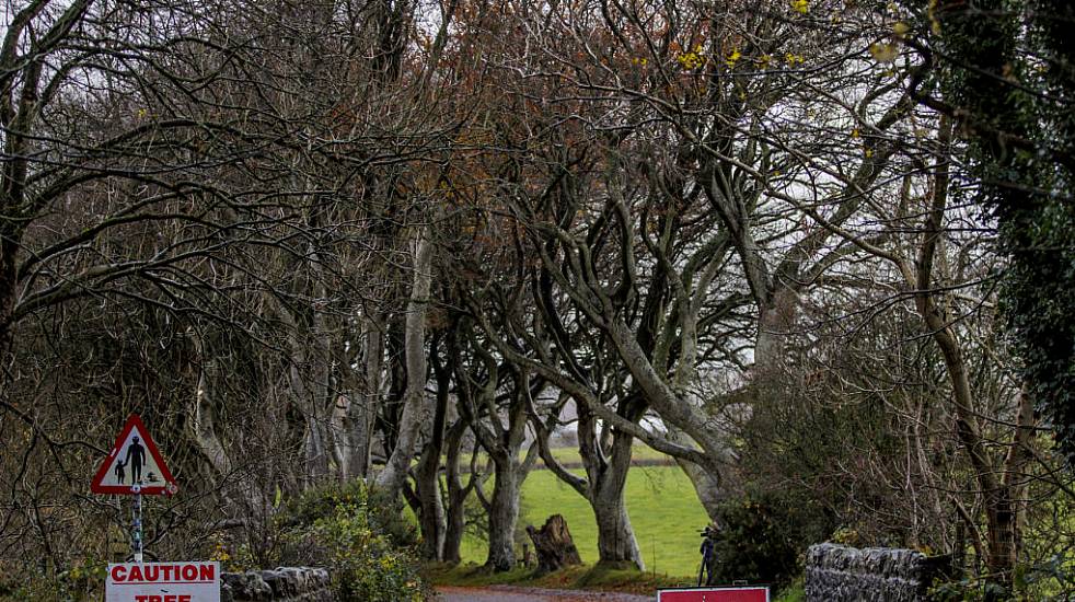 Work Begins In Operation To Cut Down Trees Made Famous By Game Of Thrones