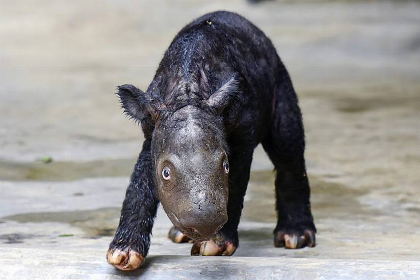 Critically Endangered Sumatran Rhino Born On Indonesian Island