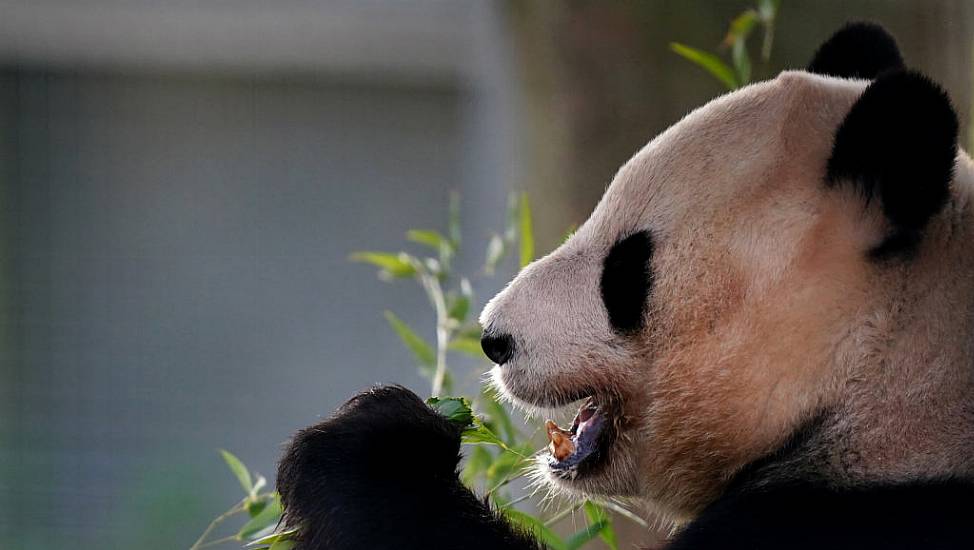 Edinburgh Zoo Visitors In Final Farewell To Pandas Ahead Of Return To China