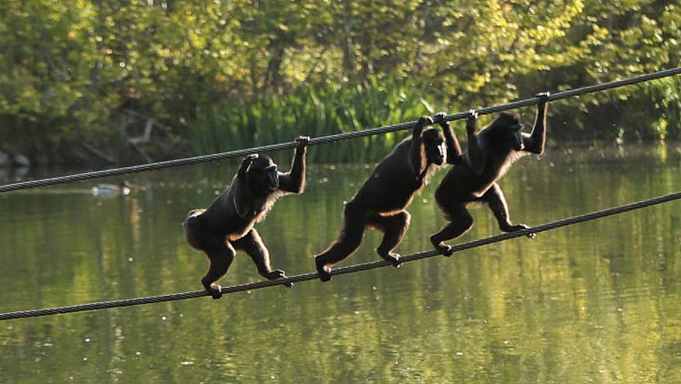 Dublin Zoo Firm Records €1M Surplus After Record Visitor Numbers