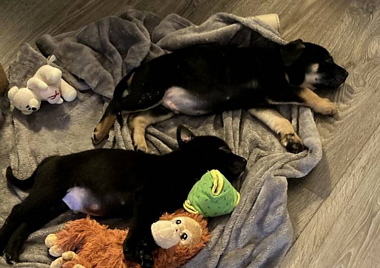 Puppies 'Thriving And Healthy' In Foster Home After Being Abandoned In Dublin Graveyard