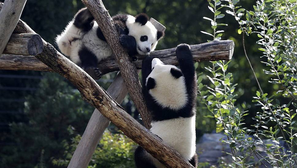 Berlin Zoo Sends First Giant Pandas Born In Germany To China