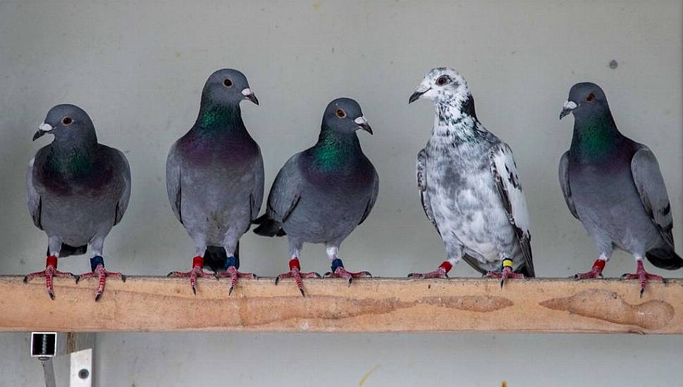 Thousands Of Baby Birds Secure Pre-Christmas Reprieve From Being Culled