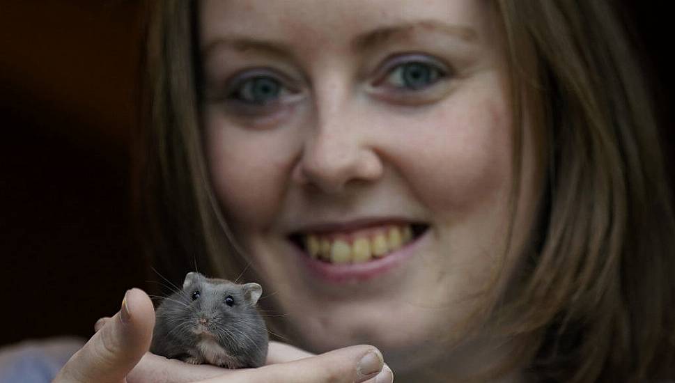 Irish Hamster Charity Advises Owners To Consider ‘Ethical Care’ Approach