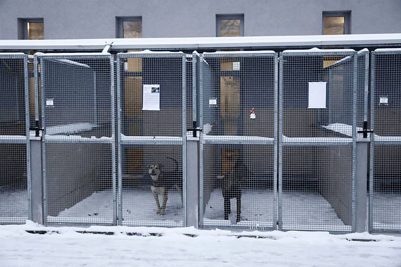 Polish Animal Shelter Gets Warm Response To Plea To House Dogs During Cold Snap