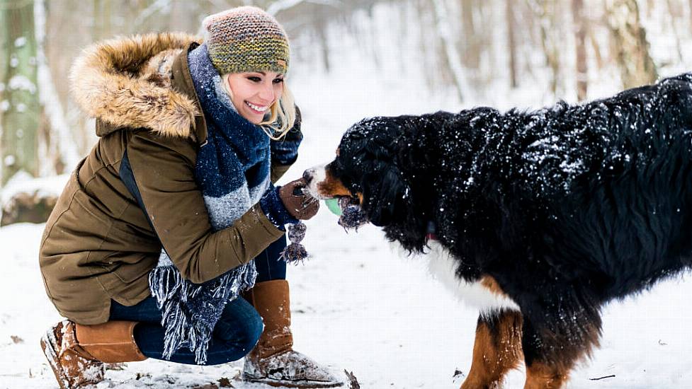 What To Know About Walking Your Dog In The Cold