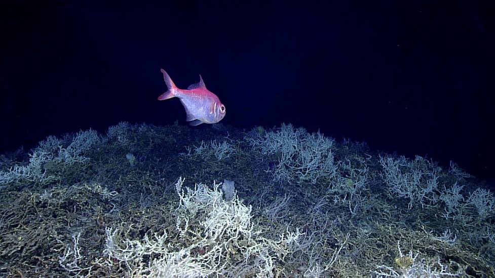 Largest Deep-Sea Coral Reef To Date Mapped By Scientists Off Us Atlantic Coast