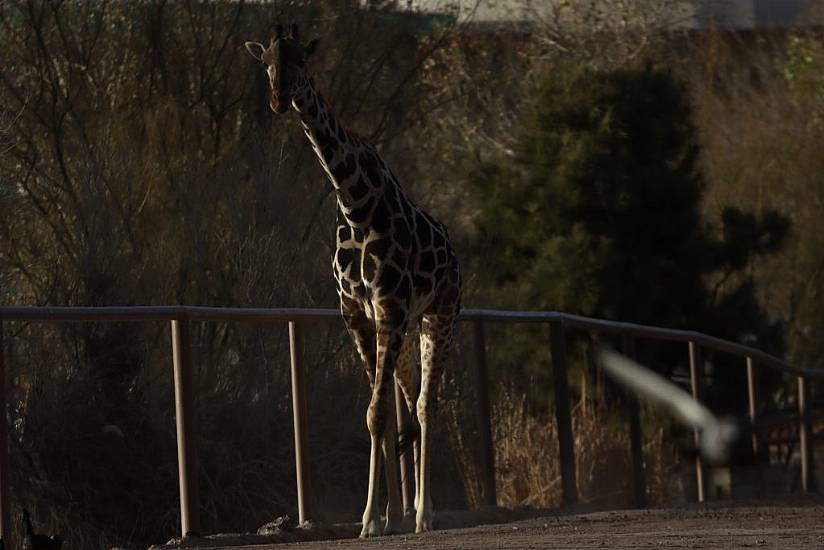 Benito The Giraffe Leaves Extreme Weather At Mexico’s Border After Campaign