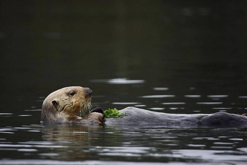 Hungry Sea Otters Help Save California’s Marshlands From Erosion