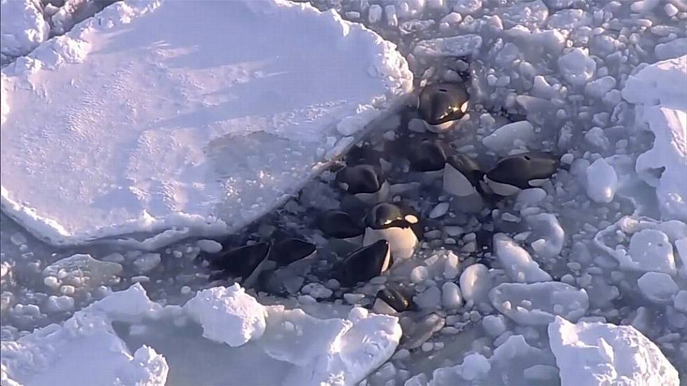 Pod Of Killer Whales Trapped In Drift Ice Off Northern Japan ‘Escapes Safely’