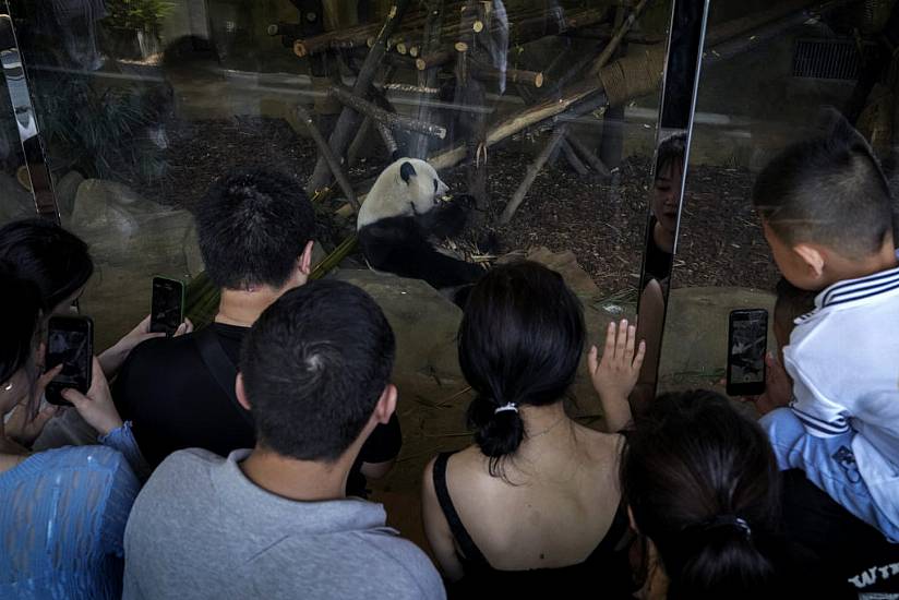 Man Banned From Panda Park For Life For Throwing ‘Objects’ Into Enclosure