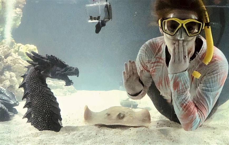 Stingray Pregnant In Aquarium With No Male Companions