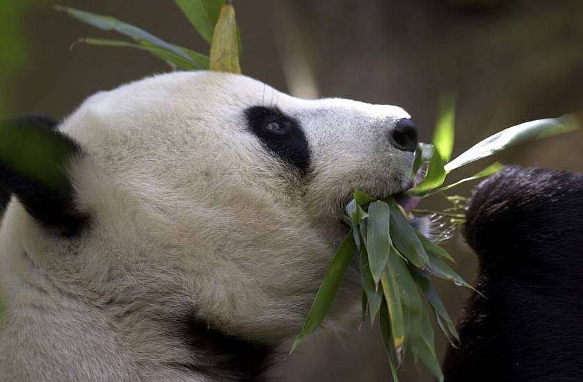 China Plans To Send San Diego Zoo More Pandas, Reigniting Panda Diplomacy