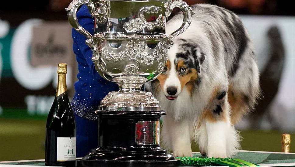 Australian Shepherd Named Viking Crowned Best In Show At Crufts