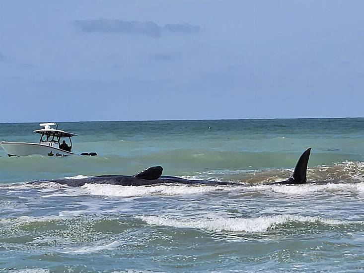 Experts Work To Free 70Ft Sperm Whale Stranded On Sandbar