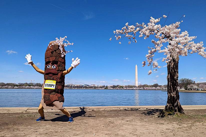 Stumpy Faces Axe Along With Dozens Of Washington’s Tidal Basin Cherry Trees