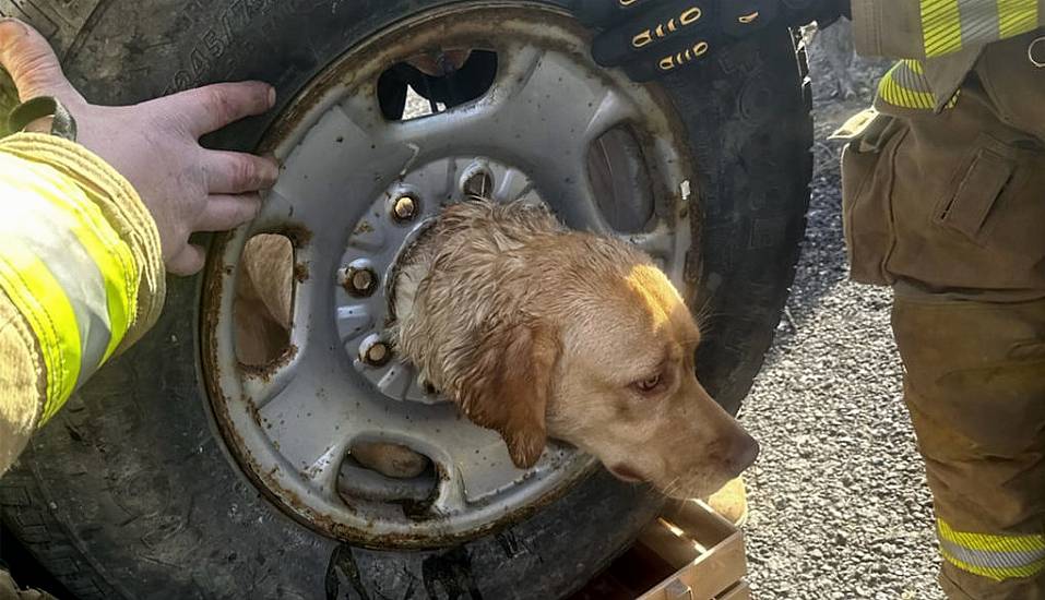 Firefighters Rescue Yellow Labrador Stuck In Spare Tyre