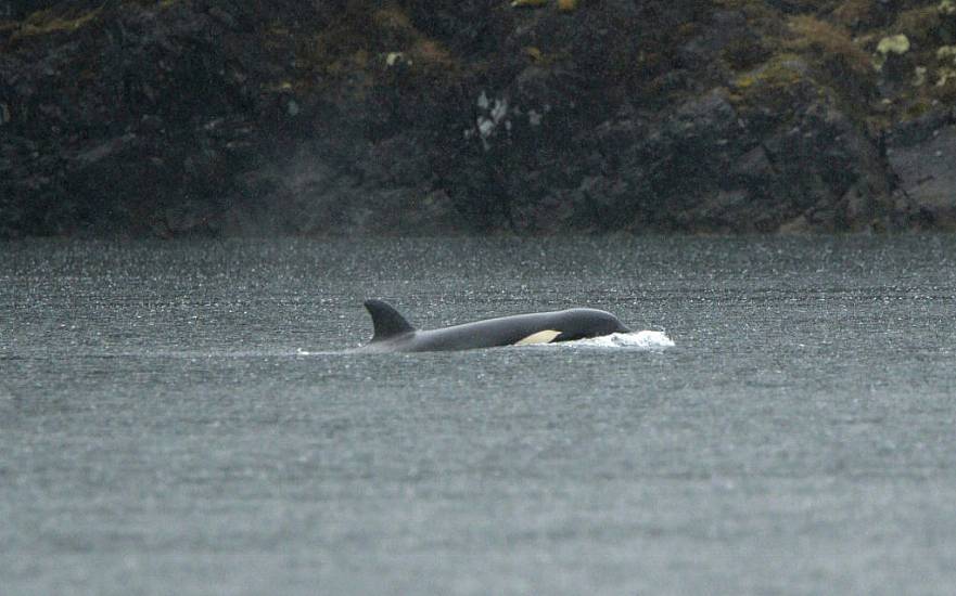 Orca Calf Stranded In Canadian Lagoon Will Be Airlifted Out, Rescuers Say