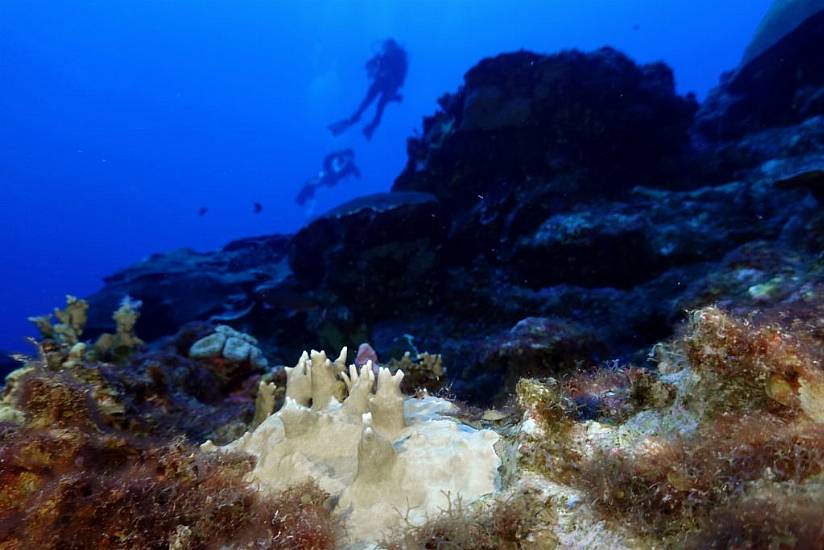 Scientists Say Coral Reefs Around The World Are Experiencing Mass Bleaching