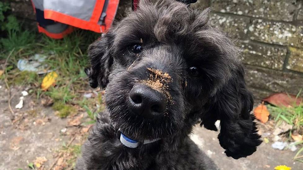 Specialist Firefighters Tunnel Under Home To Rescue Trapped Poodle