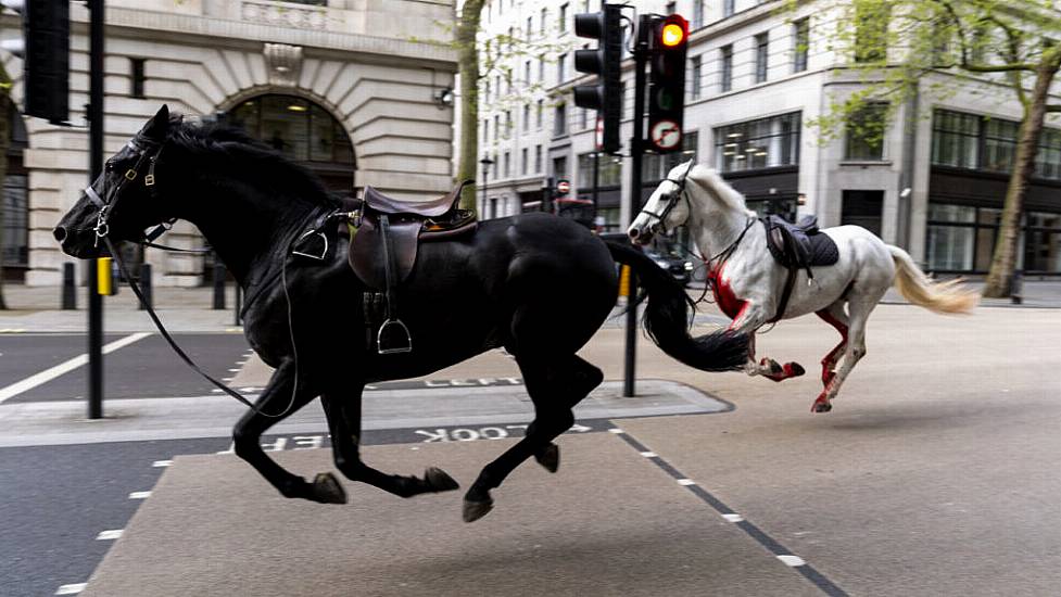 Injured Military Horses ‘Continue To Be Cared For And Closely Observed’ – British Army