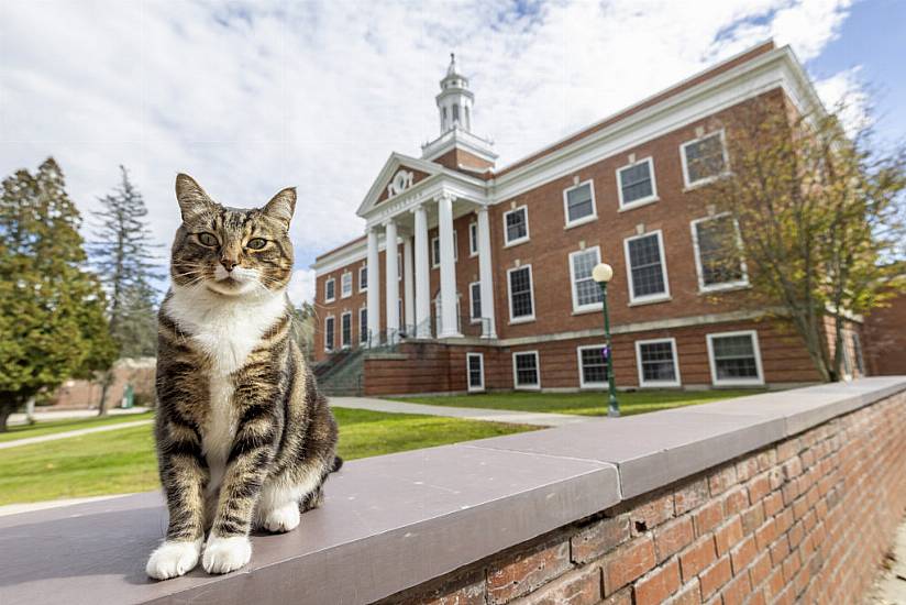 Max The Friendly Cat Awarded Honorary Degree By Us University