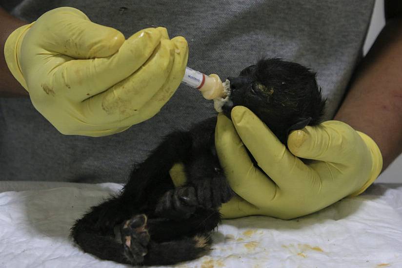 Howler Monkeys ‘Falling Out Of The Trees Like Apples’ In Sweltering Mexico