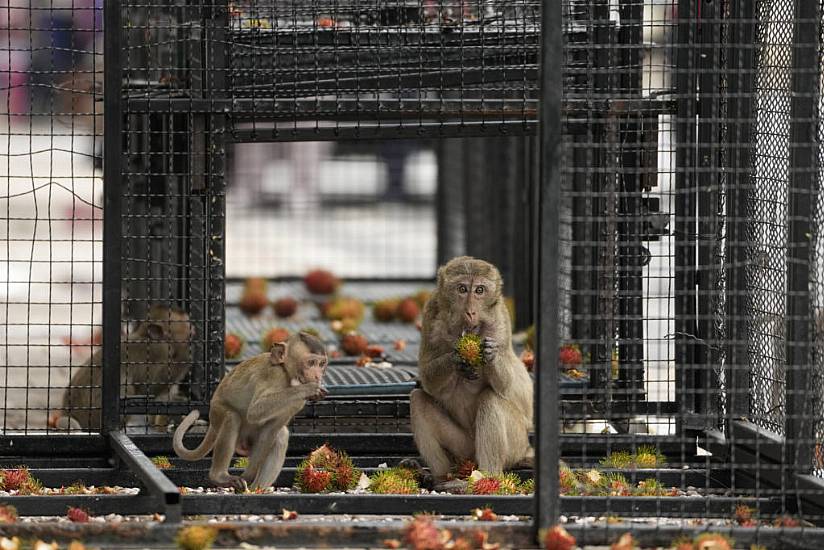 Thai Town Tackles Marauding Monkeys With Plan To Send Them Elsewhere