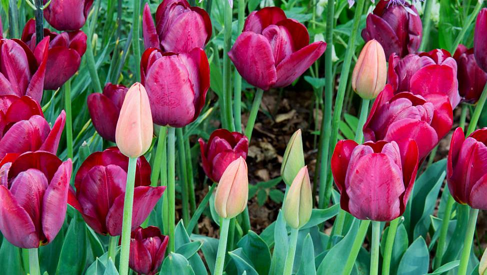 Do You Really Need To Lift Tulips In Summer?